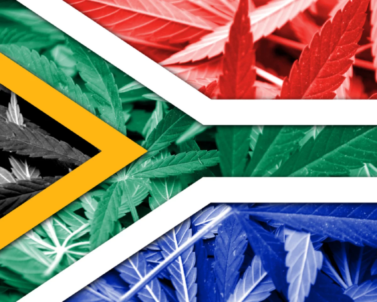 Buy Cannabis Clones in South Africa - Juicy Clones