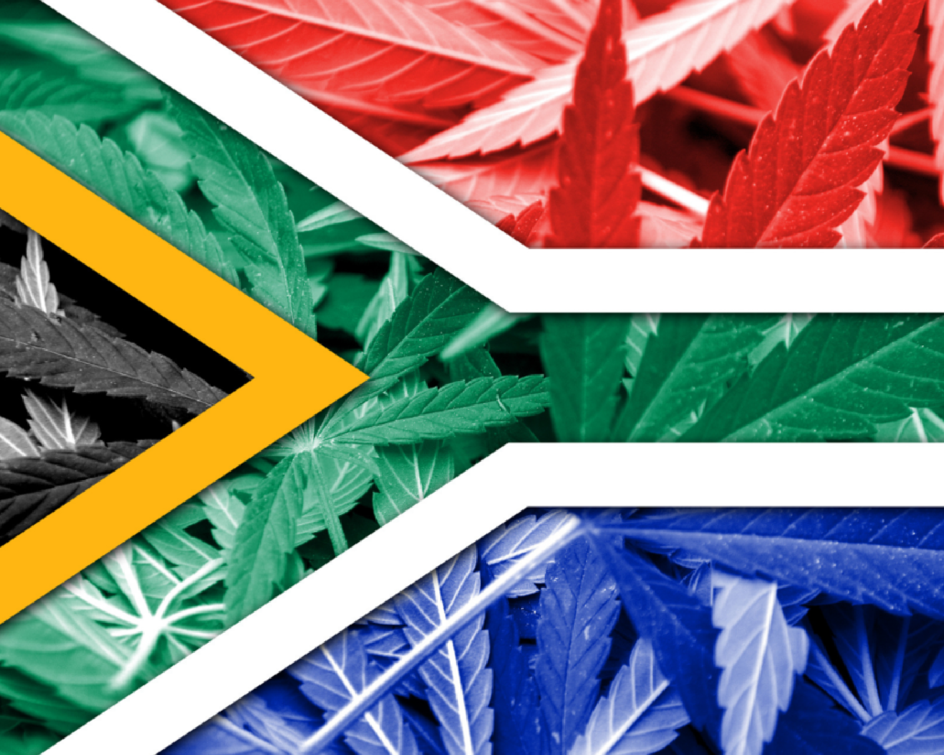 Featured image for “Where to Buy Cannabis Clones in South Africa”