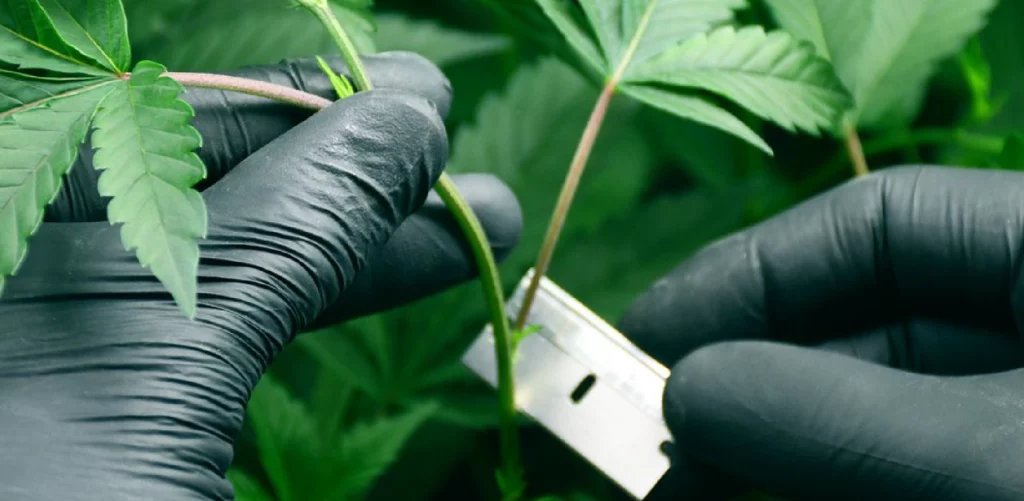 Buy Cannabis Clones in South Africa - Juicy Clones 1