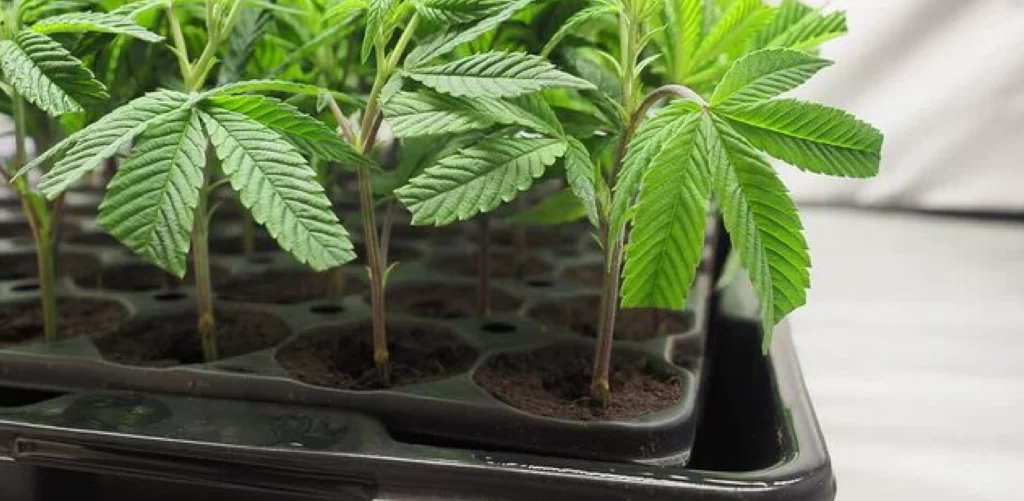 Buy Cannabis Clones in South Africa - Juicy Clones 2