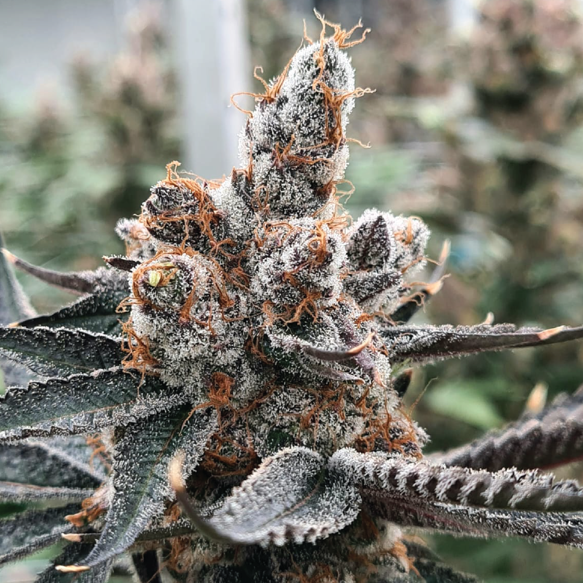 Featured image for “Exotic Genetix - Dipz”