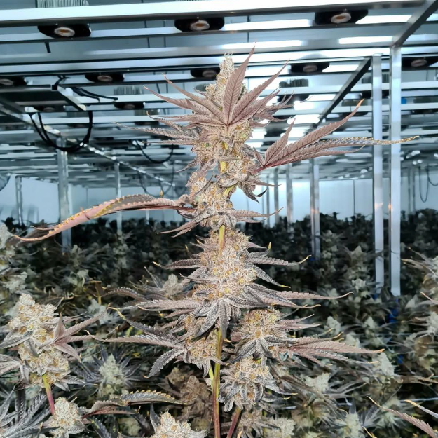 Exotic Genetix Dipz Clone - Boofenshmirtz Pheno