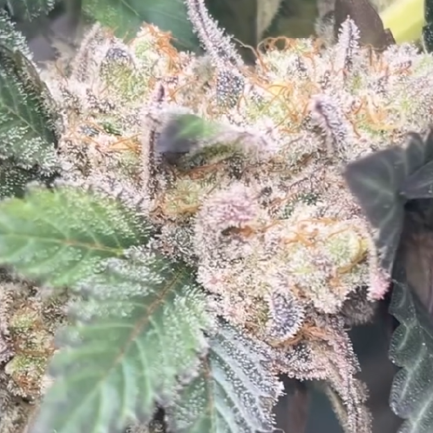 Bubbleyum In House Genetics Juicy Clones 3