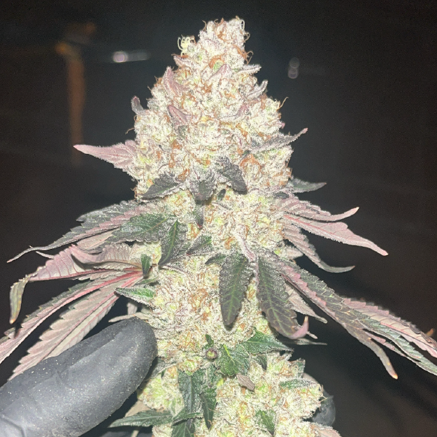 Crescendo Ethos Genetics Clone Juicy Clones 2