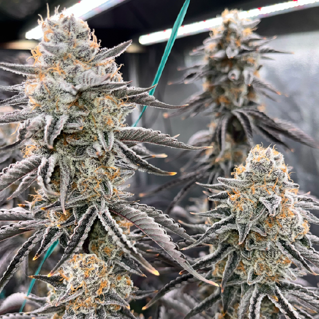 Featured image for “In House Genetics - Mango Madness”