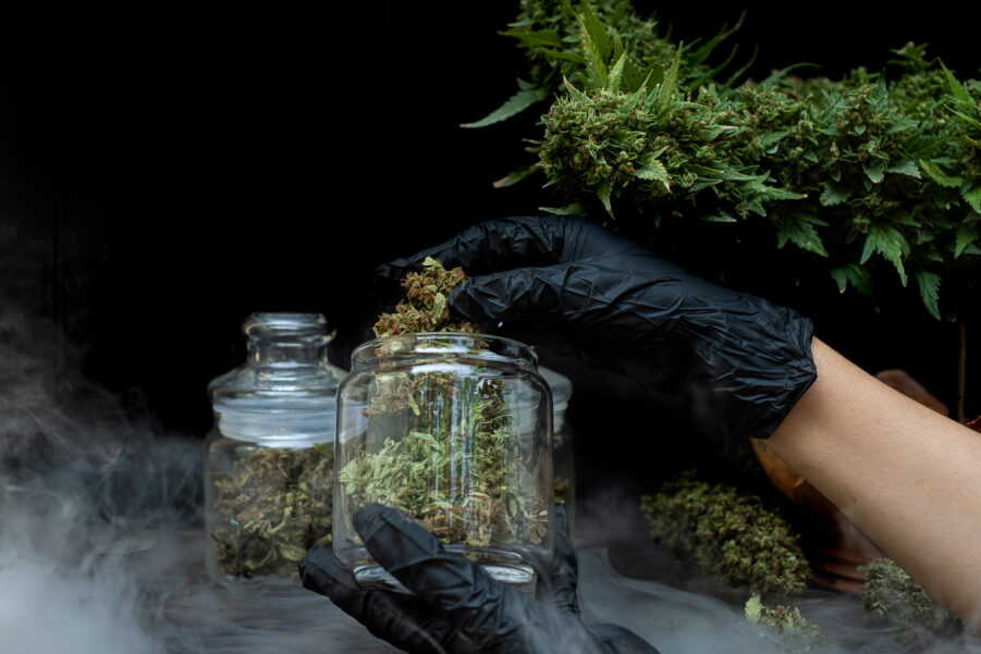 Cannabis Clone Laws South Africa: What the Private Purposes Act Allows