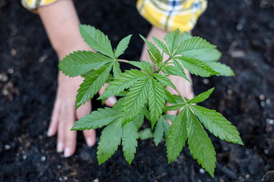 How to Grow Cannabis Clones in South Africa: A Beginner’s Guide