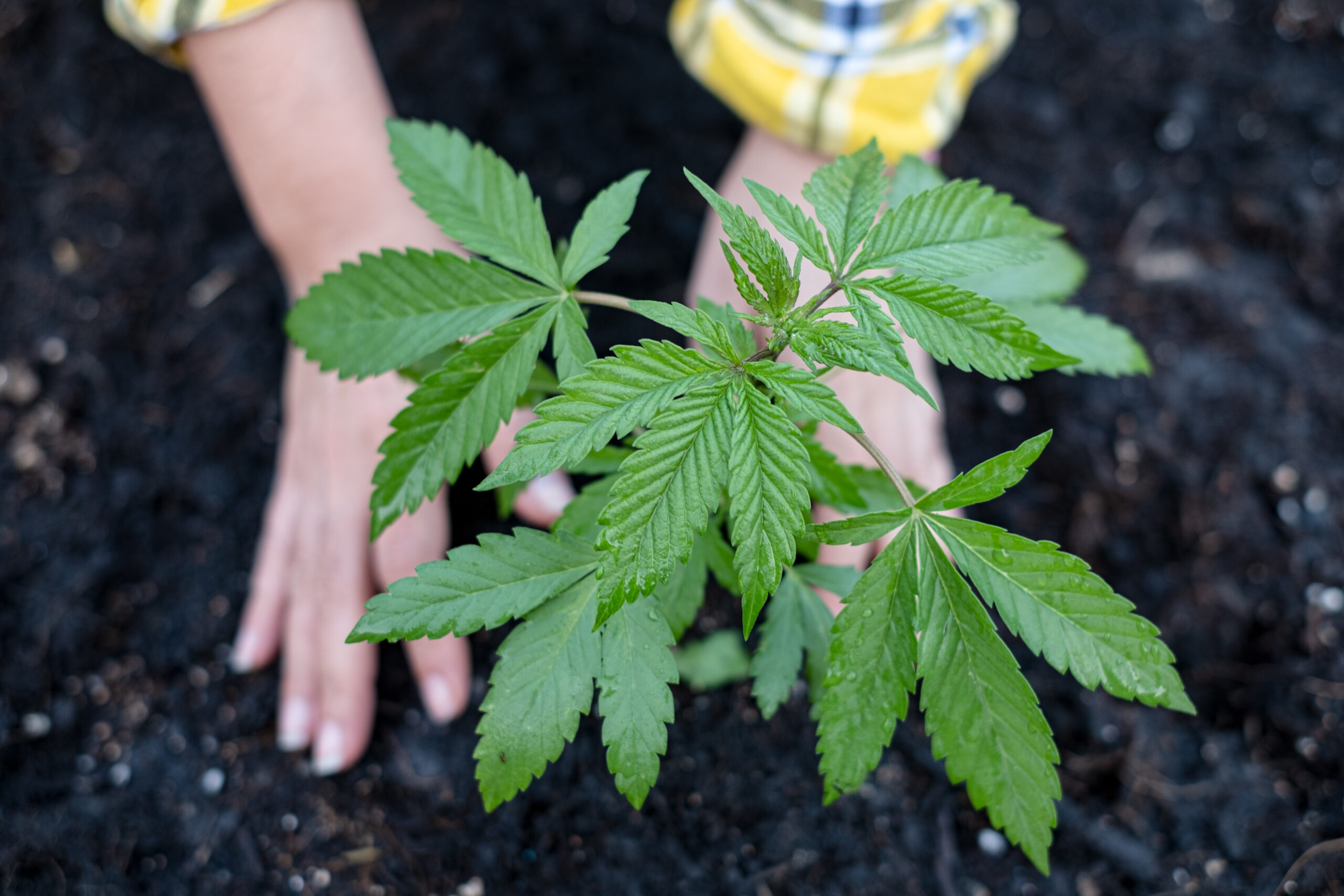 Featured image for “How to Grow Cannabis Clones in South Africa: A Beginner’s Guide”