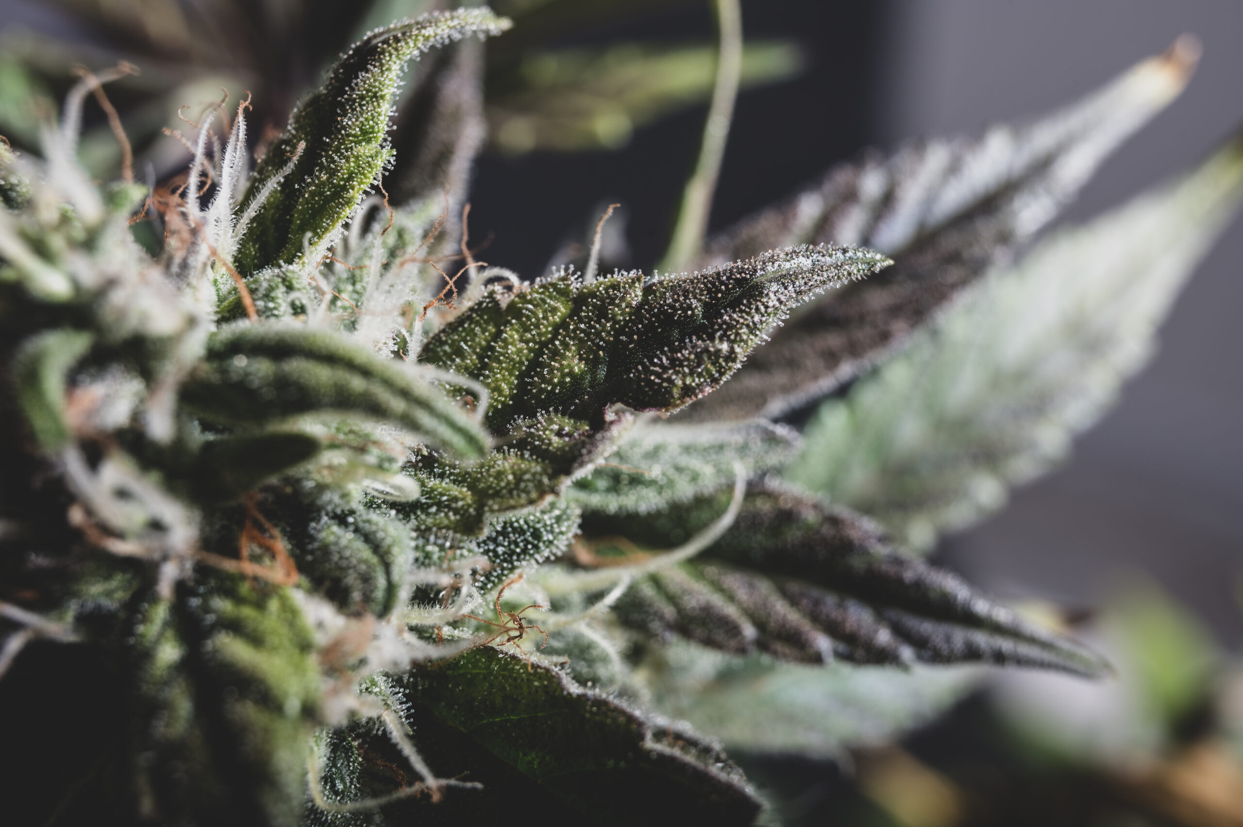 Featured image for “Top 7 Most Popular Cannabis Clone Cultivars in South Africa (2025)”