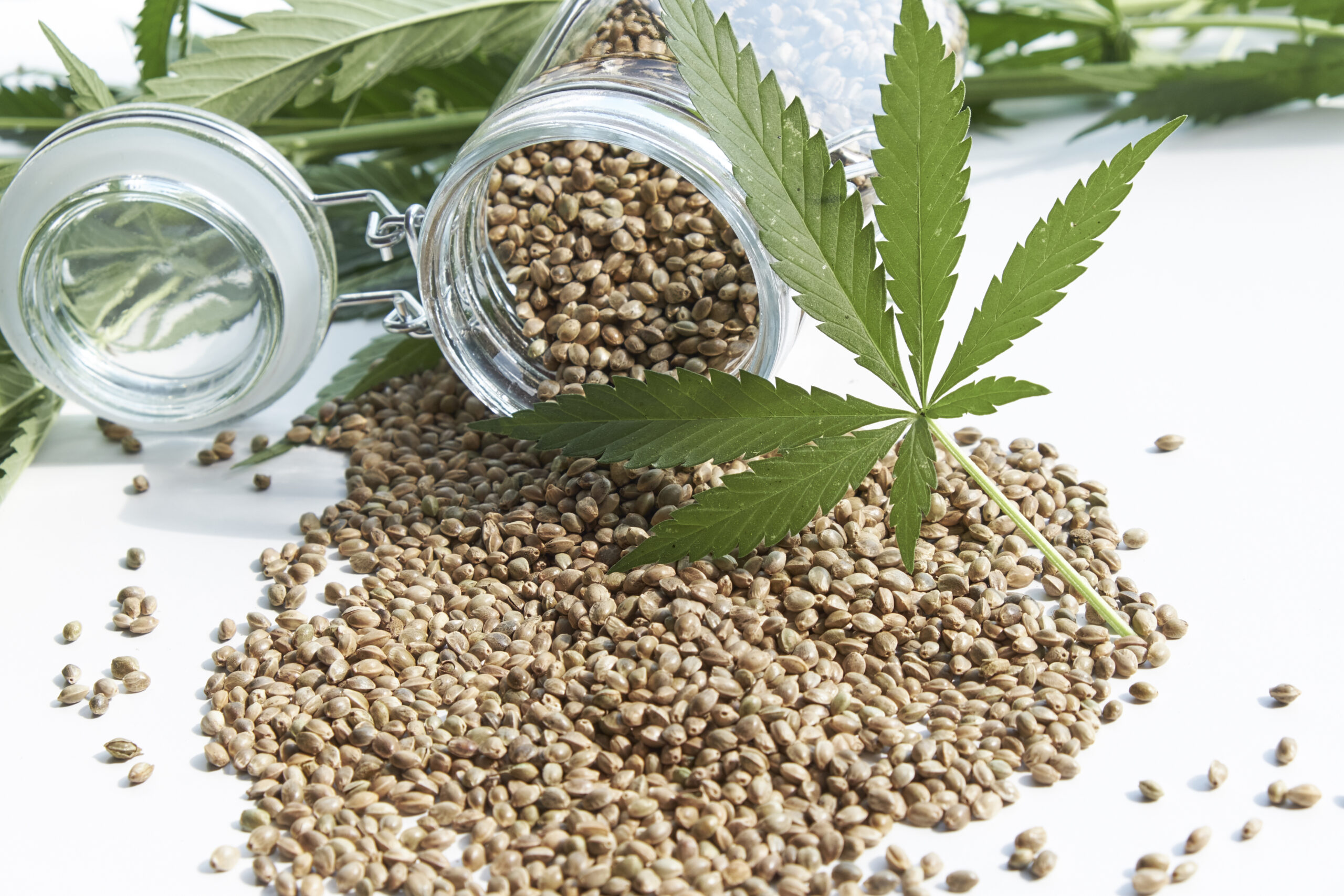 Featured image for “Clone vs Seed South Africa: Which Is Better for Growers?”