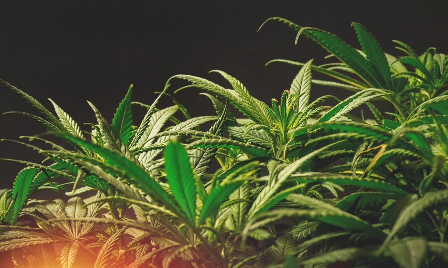 How to Spot Quality Cannabis Clones: A Buyer’s Checklist
