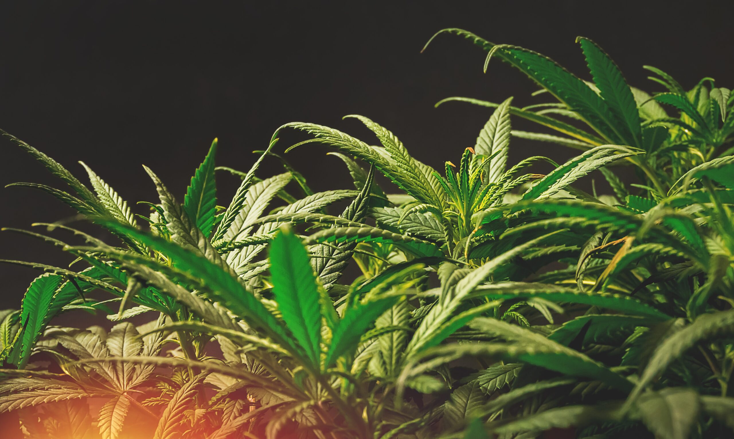 Featured image for “How to Spot Quality Cannabis Clones: A Buyer’s Checklist”