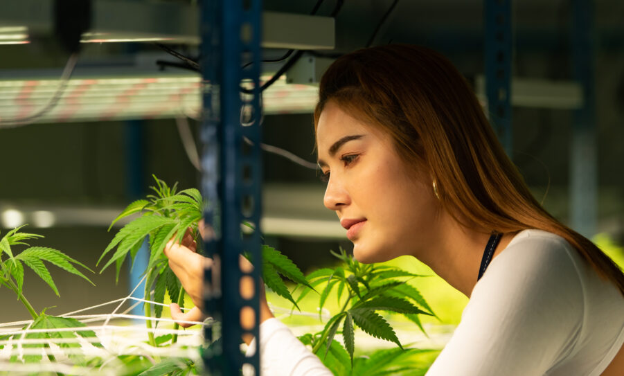 How to Buy Cannabis Clones Online in South Africa: Step-by-Step Guide