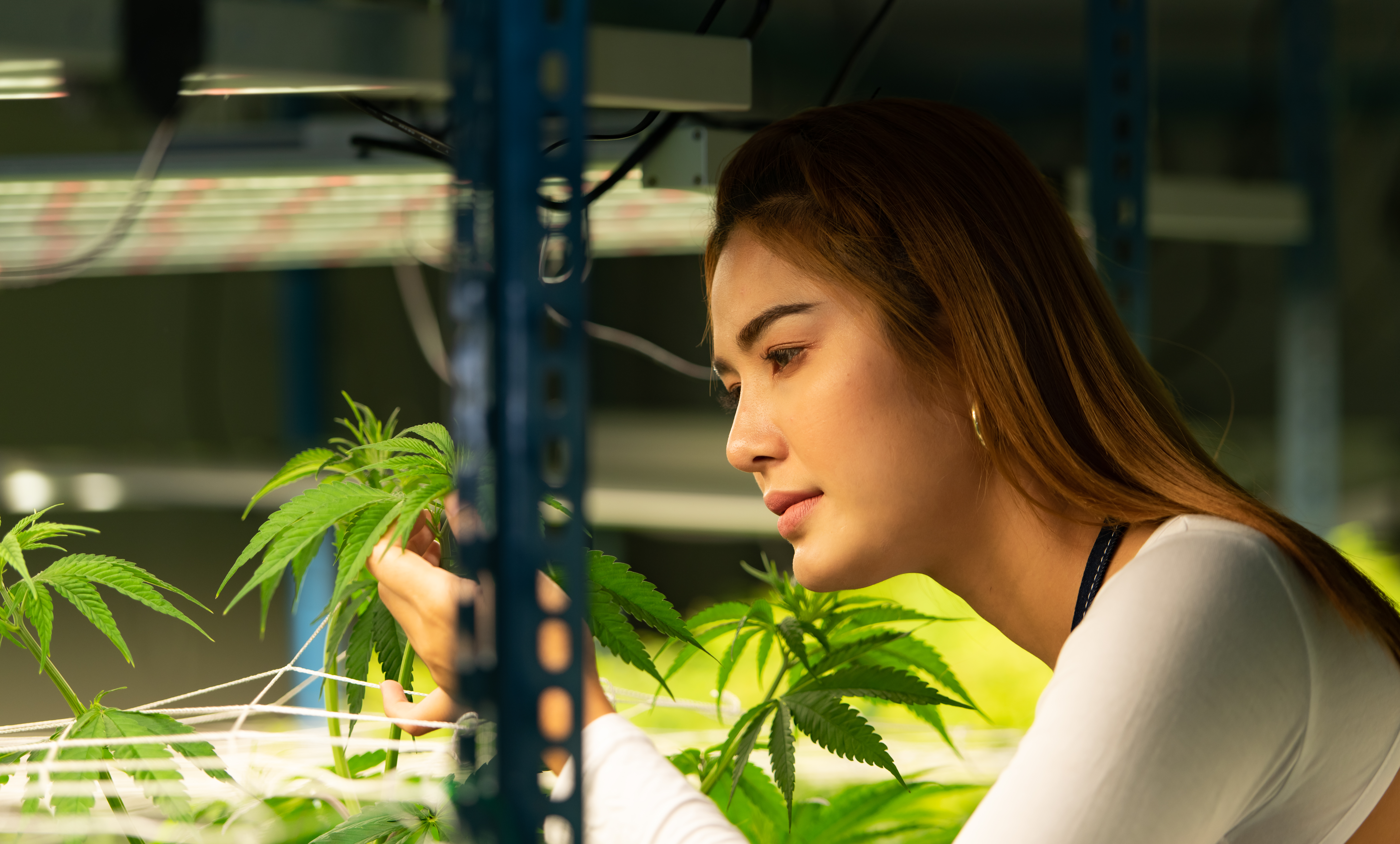 Featured image for “How to Buy Cannabis Clones Online in South Africa: Step-by-Step Guide”