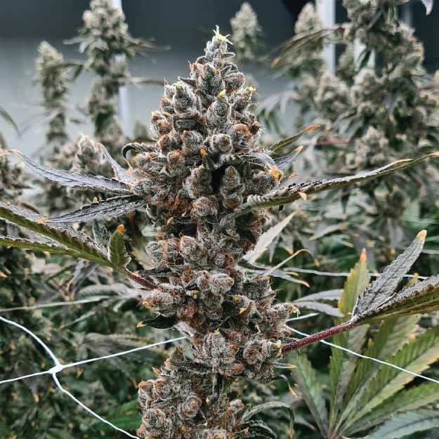 Featured image for “3rd Coast Genetics - Superbad”