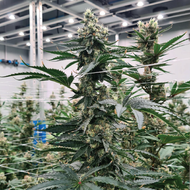 Featured image for “Masonic Seeds - Banana God V2”