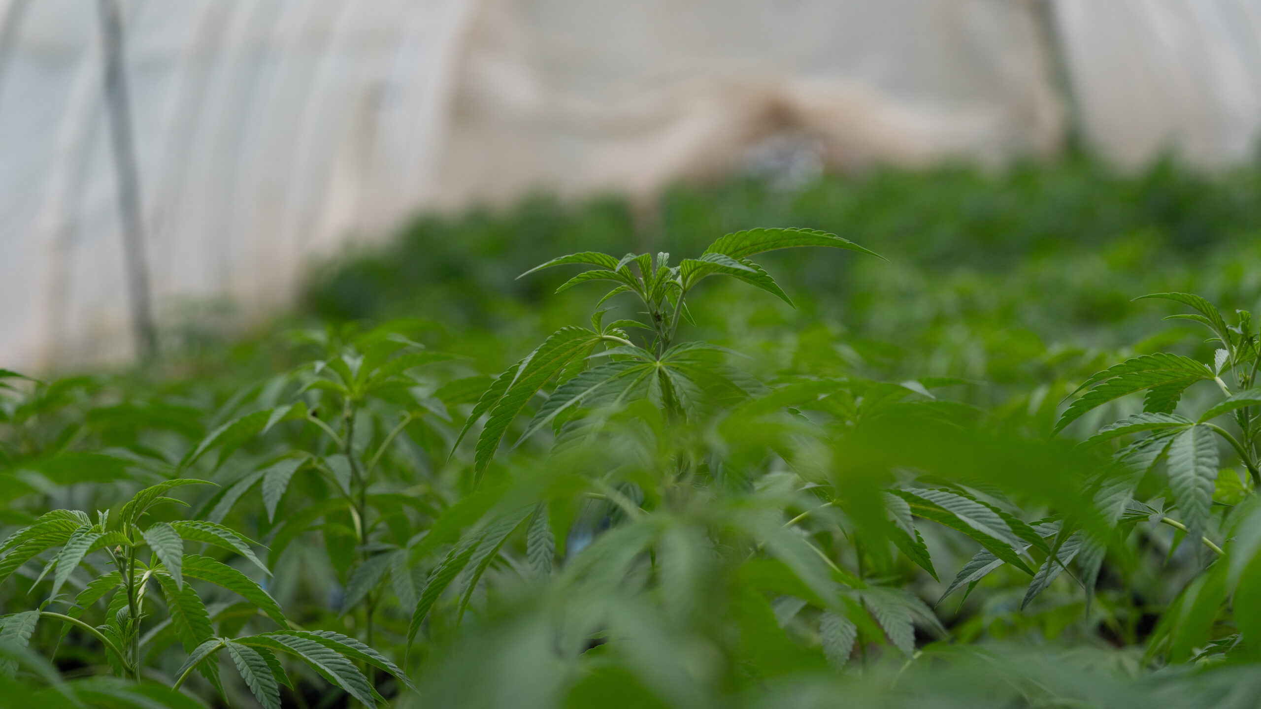 Featured image for “Cannabis Clones vs Mother Plants: What You Need to Know”