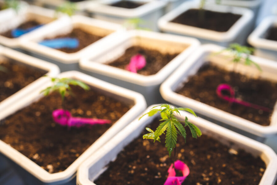 How to Grow Cannabis Clones in South Africa: Beginner’s Guide