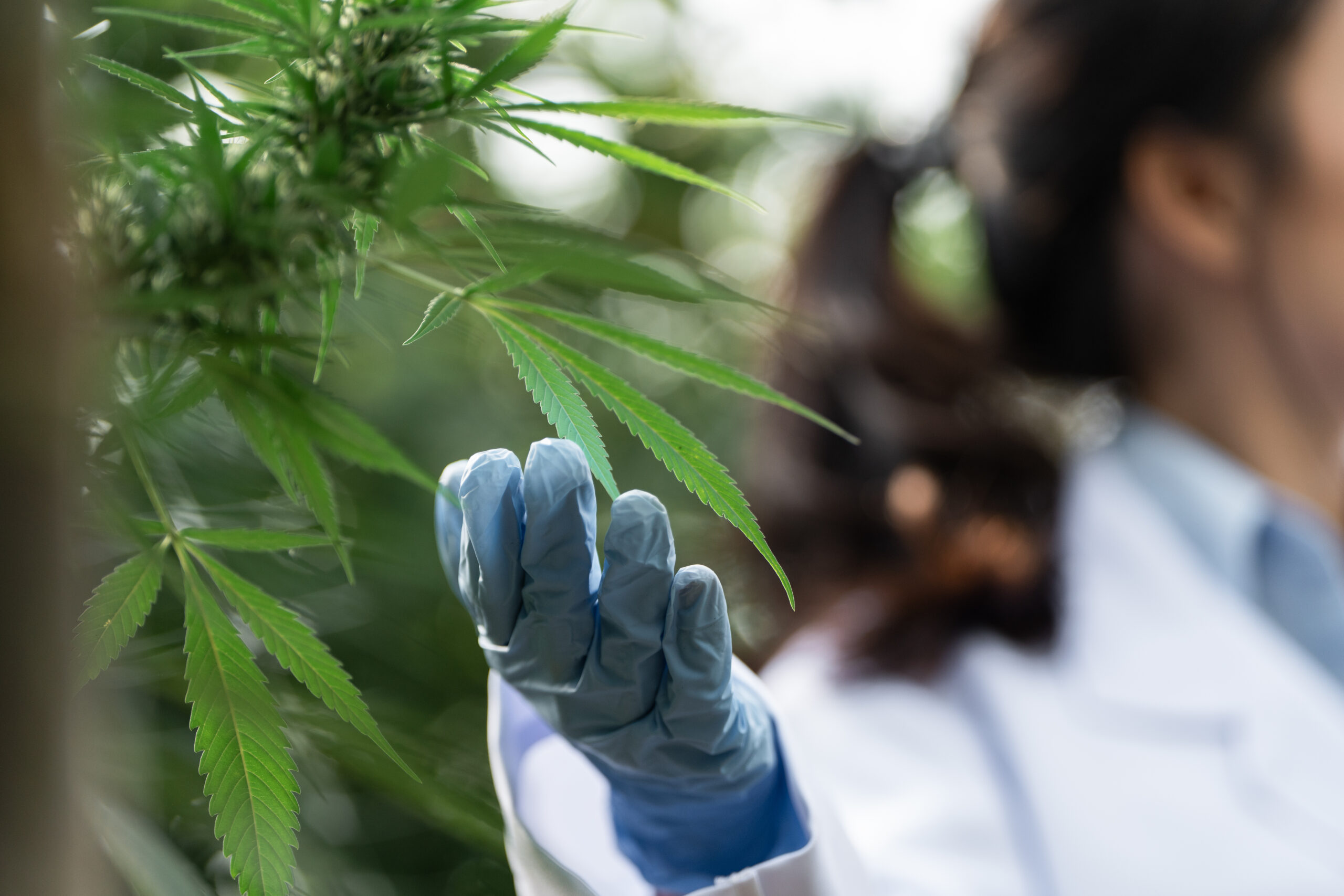 Featured image for “Cannabis Clone Laws in South Africa – Private Use Made Clear”