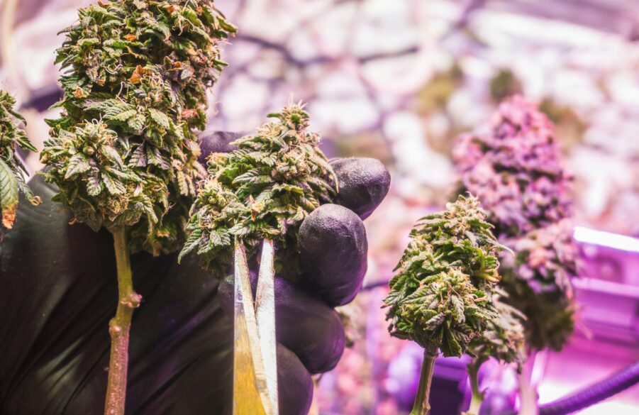 Top 10 Cannabis Clone Cultivars in South Africa (2025 Edition)
