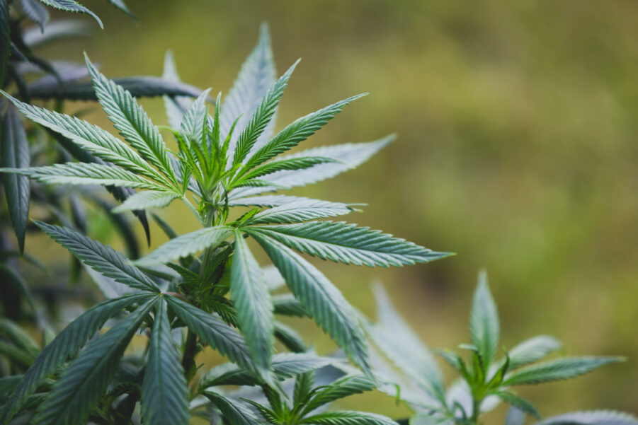 Cloning Cannabis 101: Cultivation, Science, and Business in South Africa