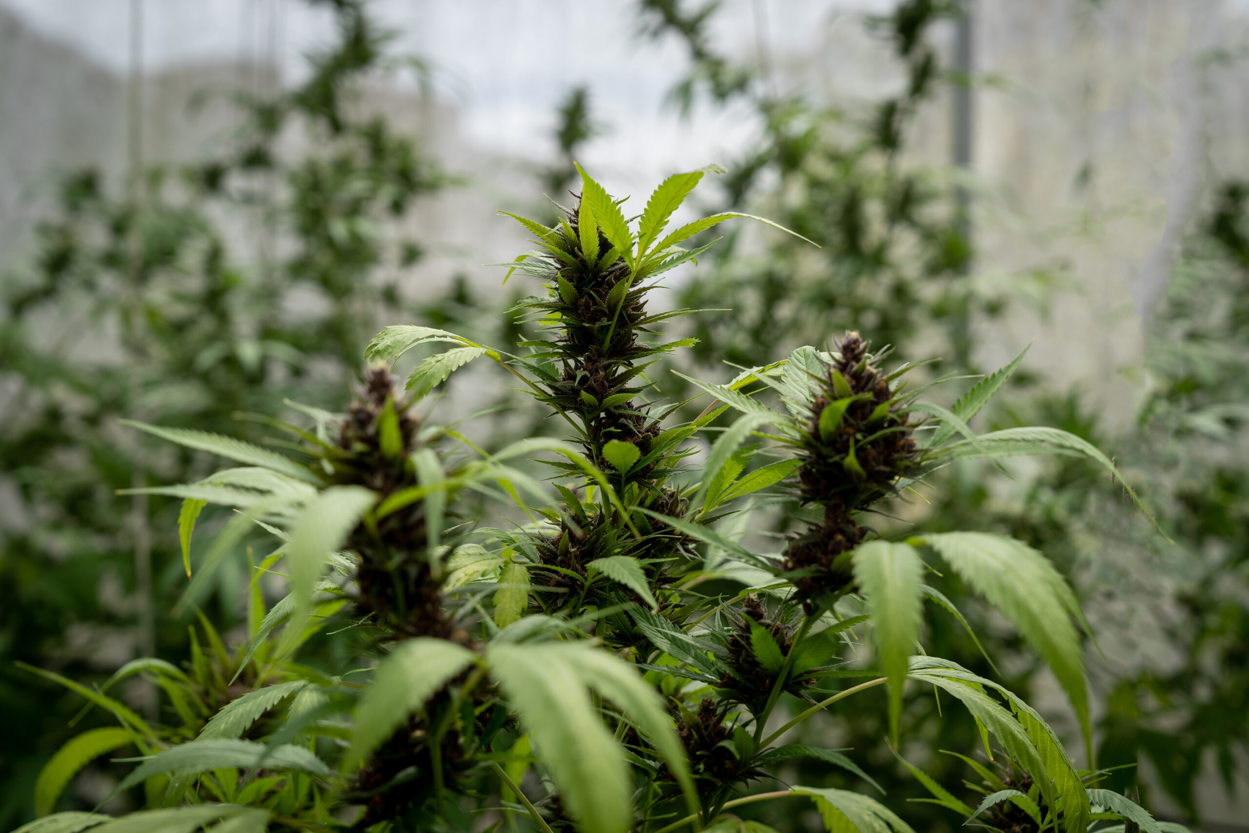 Featured image for “Maintaining Desirable Traits in Cannabis Clone Genetics South Africa”