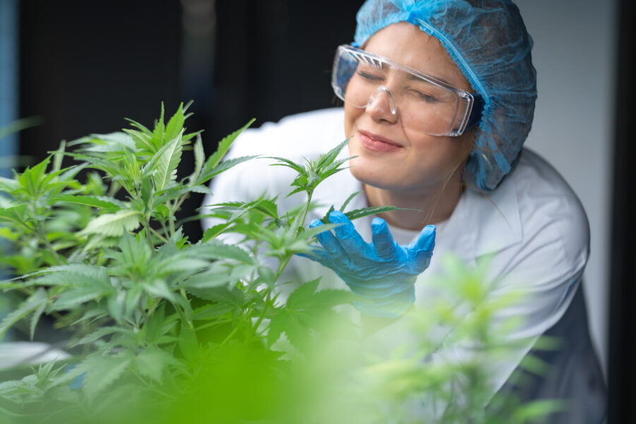 Cannabis Cloning South Africa: A Complete Step-by-Step Guide