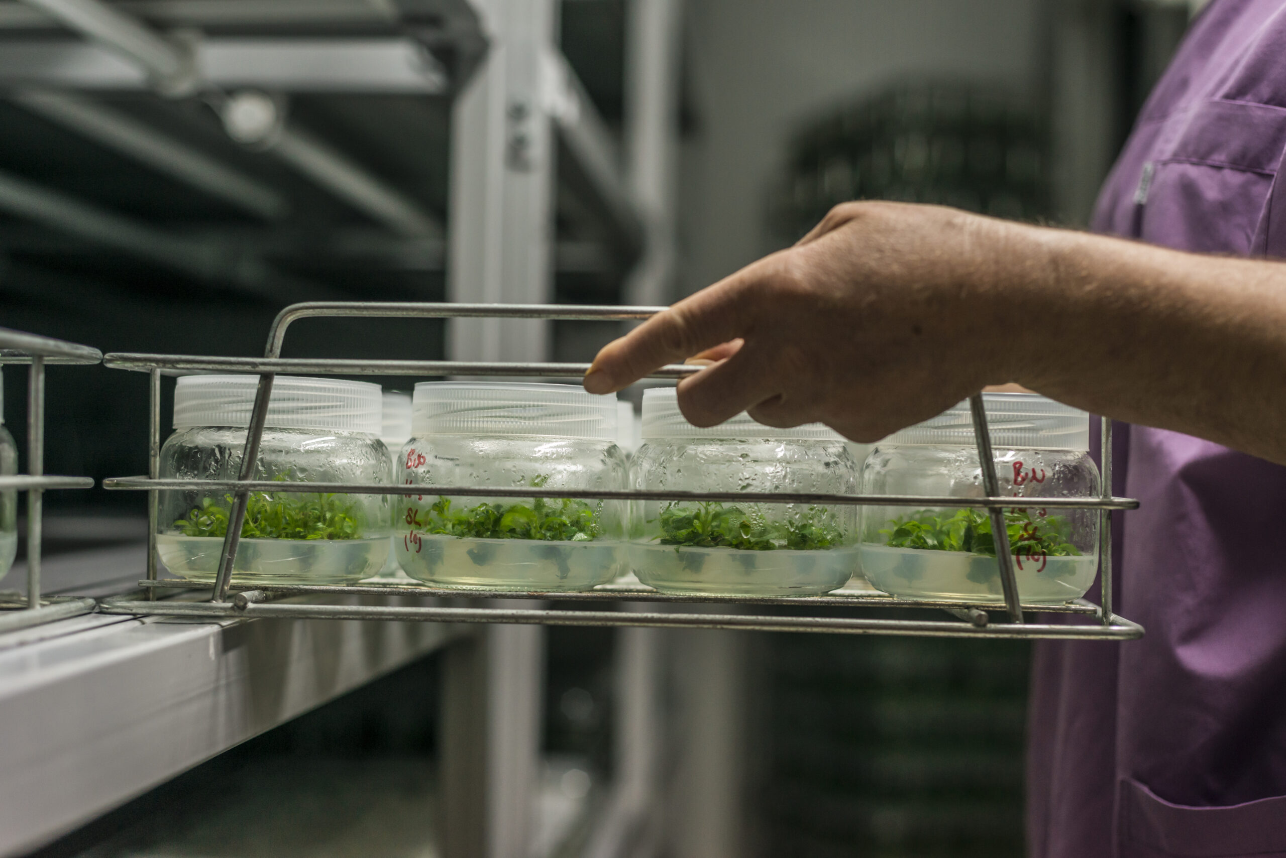 Featured image for “Cannabis Tissue Culture South Africa: A Complete Guide”