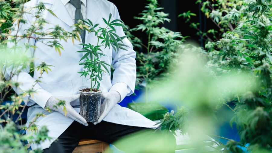 How to Grow Cannabis: South Africa 2026 Beginner’s Guide