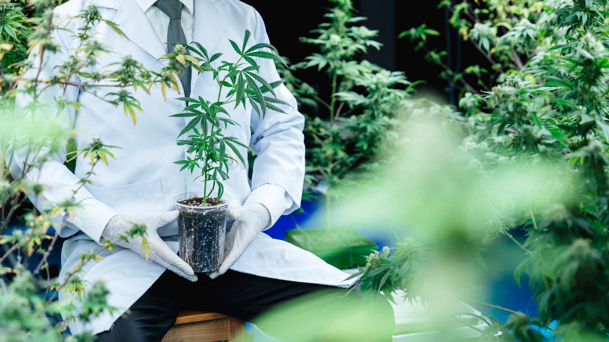 Featured image for “How to Grow Cannabis: South Africa 2026 Beginner’s Guide”