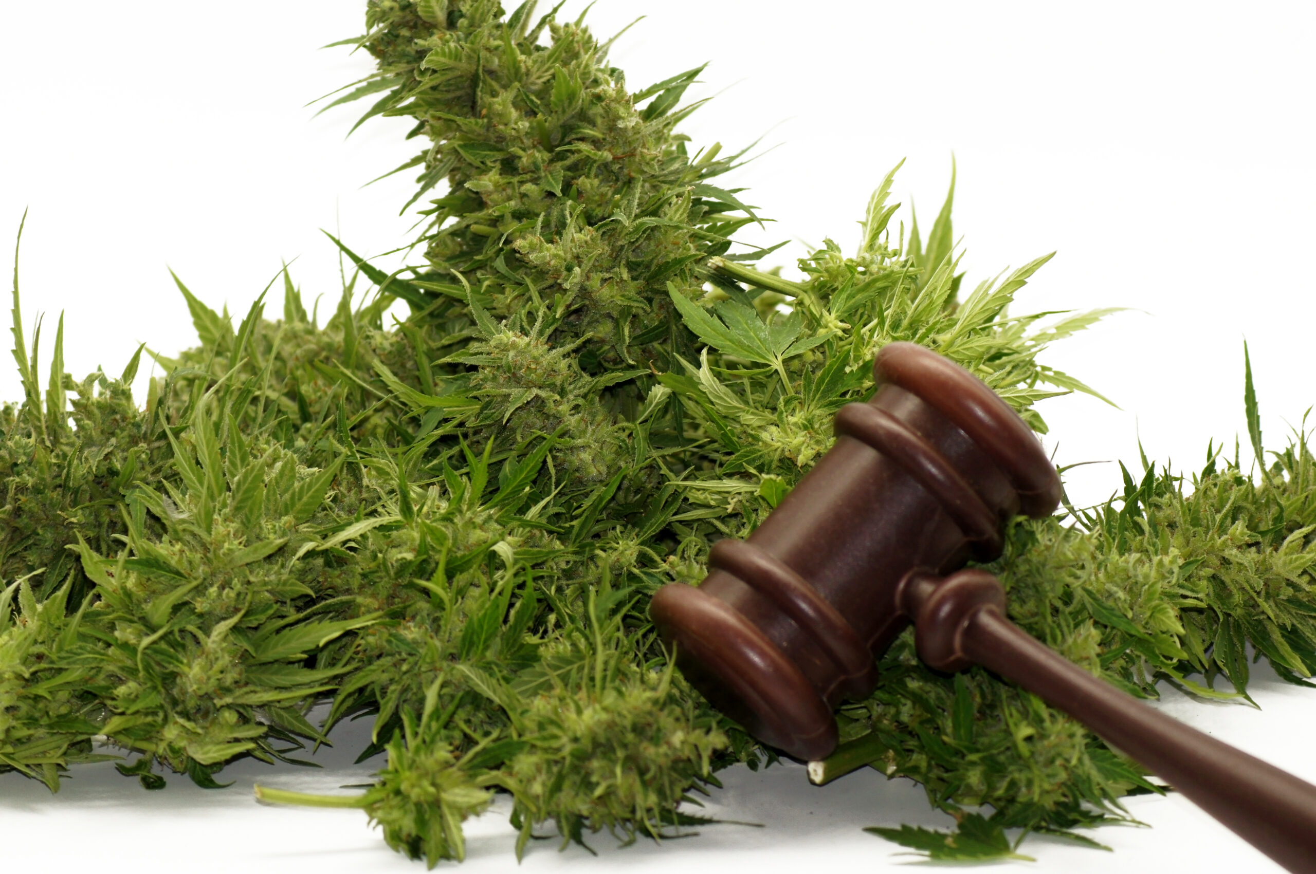 Featured image for “Cannabis Clone Legality In South Africa 2026”