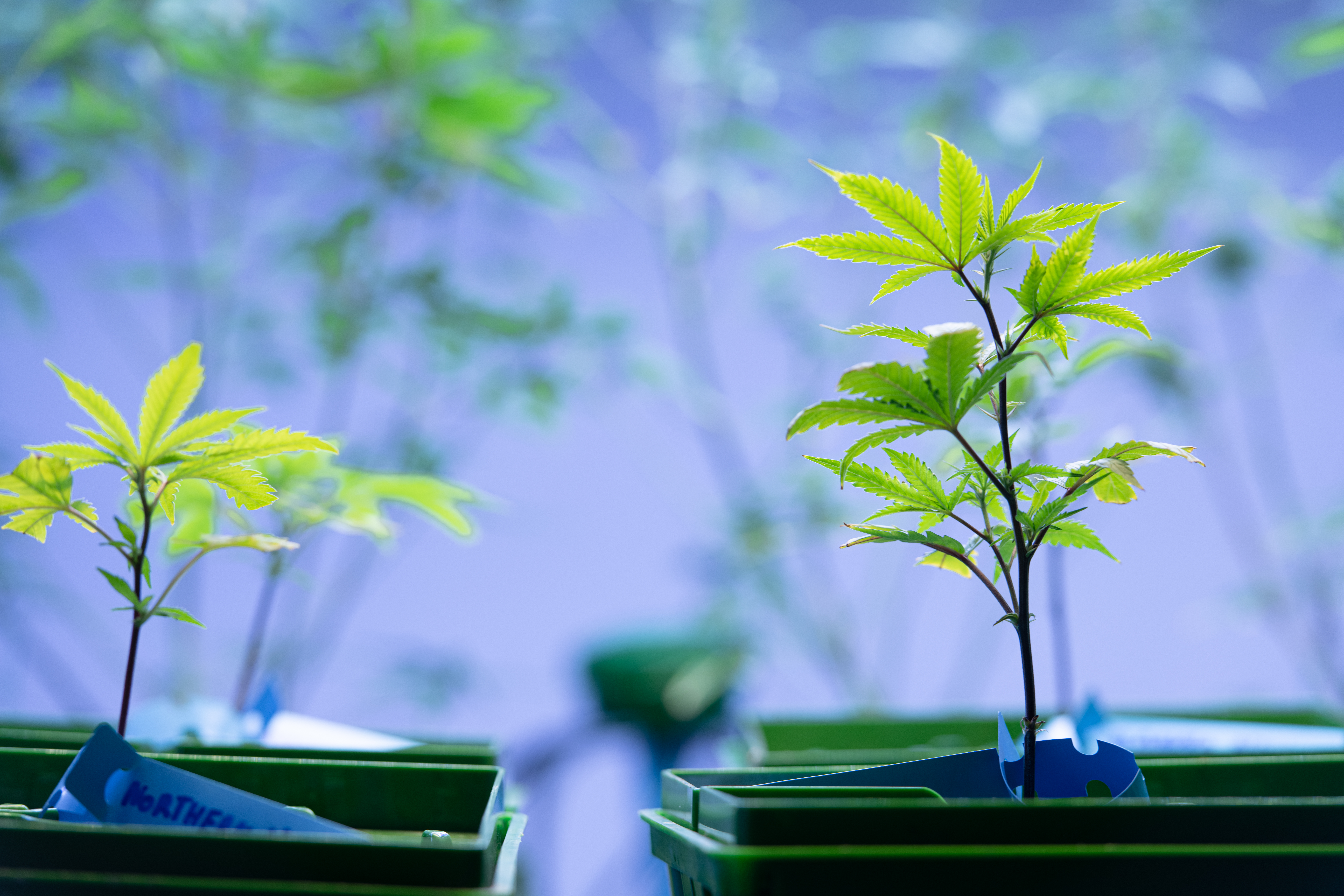 Featured image for “Best Cannabis Clones South Africa 2026”
