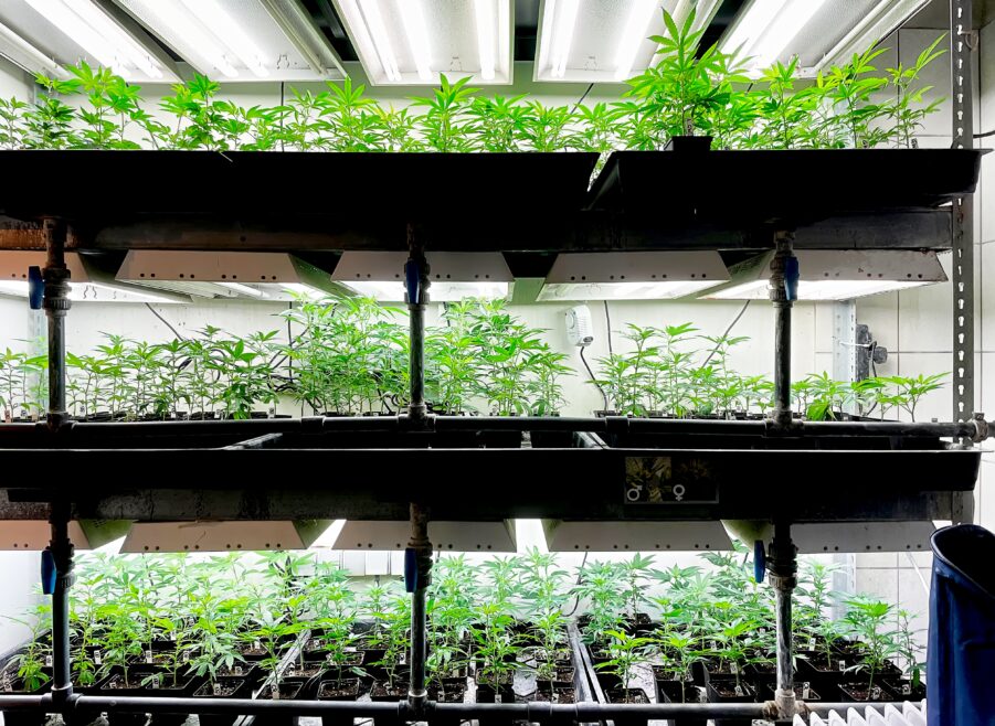 Cannabis Clone Bank: Verified Weed Clones In South Africa