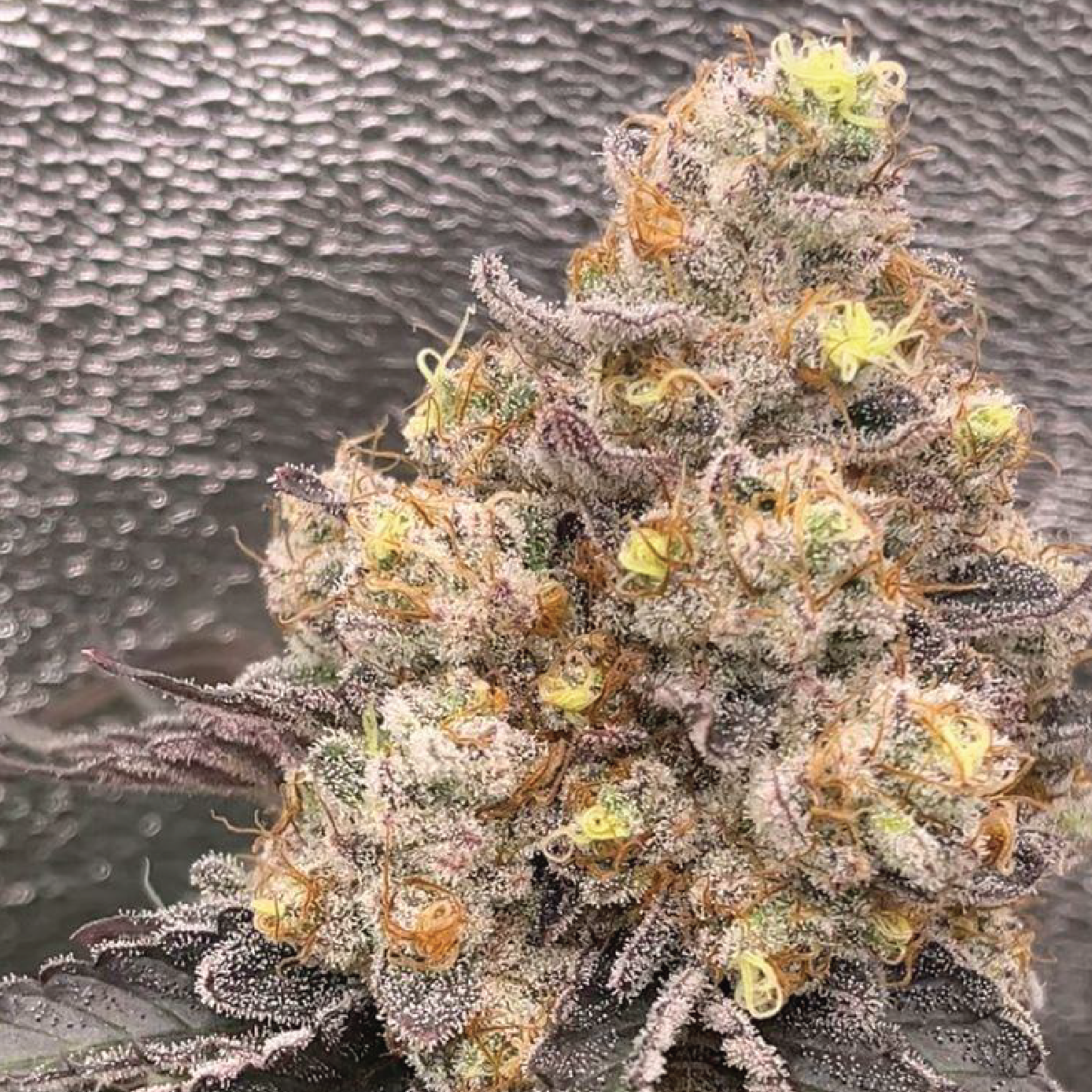 Featured image for “Seed Junky Genetics - Strawbanger”