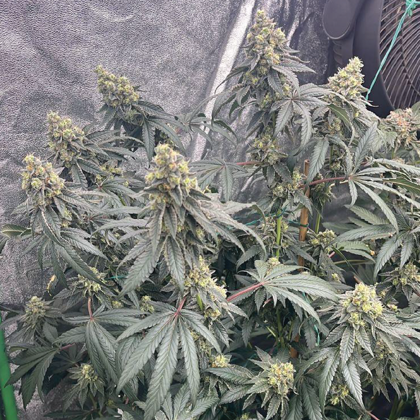 Seed Junky Genetics - Strawbanger