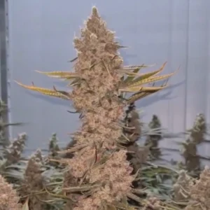 TN x Wilson! Clone Juicy Clones