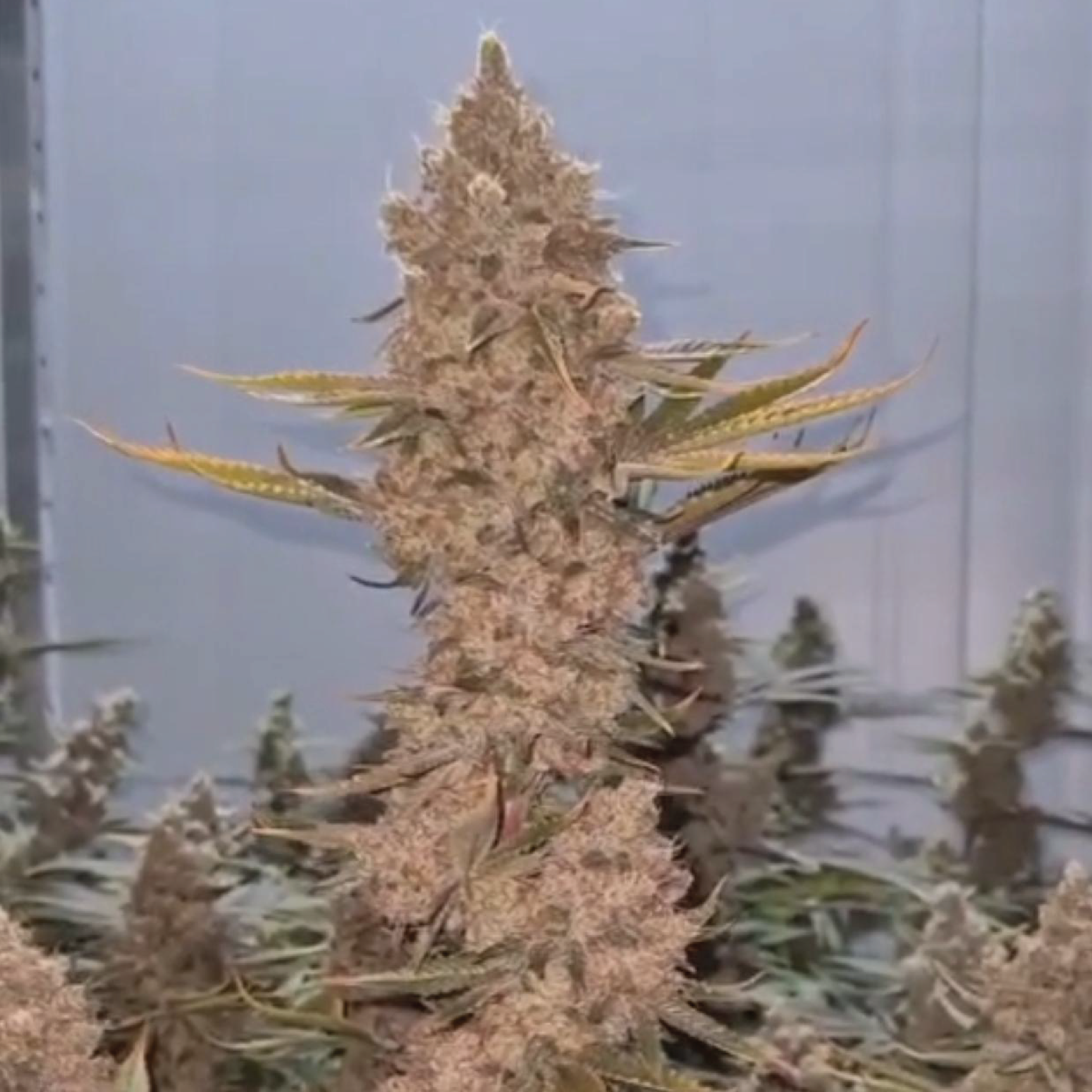 Featured image for “Masonic Seeds - TN x Wilson!”
